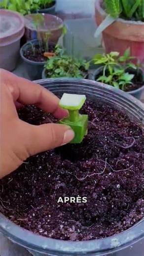Ils Ont Planté une Aubergine dans de l’Aloe Vera… Le Résultat est Incroyable 😲