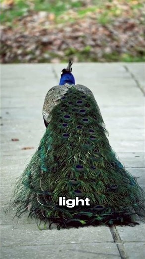 The Beauty of Peacocks: Exotic Birds with Stunning Feathers 🦚