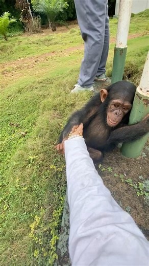 Our chimpanzee rescues from #illegalwildlifetrade