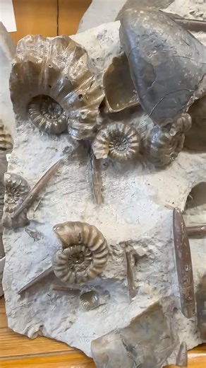 Ammonites beaniceras belemnites and shell fragments in a chunk of belemnite stone band this took Kayleigh many hours to prepare this one in the end I had to say that’s it enough time spent on it | Charmouth Fossils