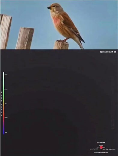 AI is cracking the code on animal communication, and it might be the most underrated scientific breakthrough of our generation.