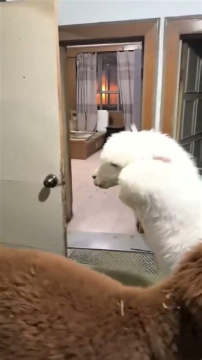 Cutest Alpacas Line Up for Their Daily Duty
