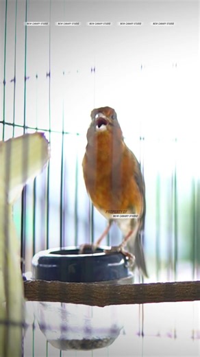 CANARY SONGBIRD #CANARY #CANARYSONGBIRD #CANARY #KENARI 7