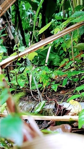 ASMR sound of splashing water#asmr #asmr #watersounds #riversound #natureasmr #relaxingsounds