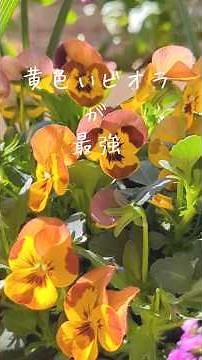 黄色いビオラが最強！花屋さんに教わった香りの話【春の花の香りおすすめ】#ビオラ#viola #春の花#ベランダガーデン #ベランダガーデニング #gardening