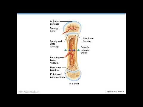 Bone Formation: Fetus to Adult