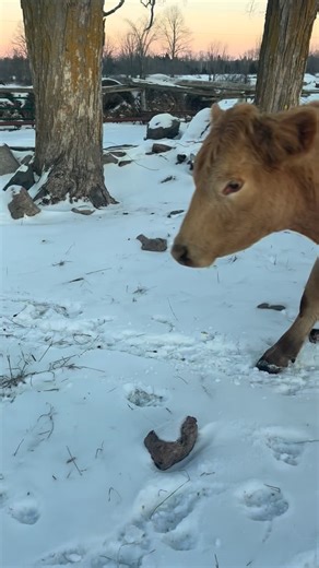 3.4K views · 131 reactions | This is what winter farming actually looks like. No shortcuts. No excuses. Just problem-solving in the cold so the animals are taken care of. The cows don’t care that the tractor won’t start - they just know they wanna eat. #winterfarming #farmlife #canadianfarm #ontariofarm #regenerativeagriculture #pastureraised #cowsgottaeat | Long Lane Farms | Facebook