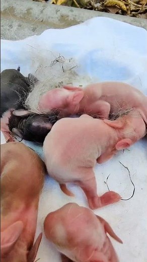 Happy Baby rabbit sounds ❣️