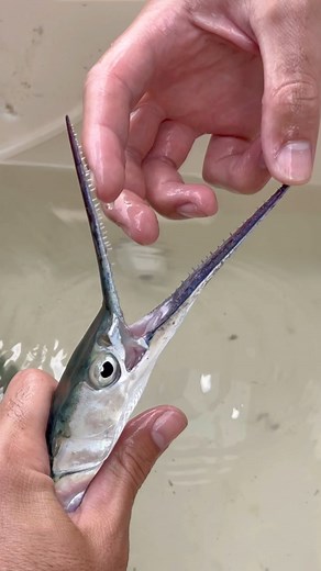 The Fish Guys on Instagram: "All fish fear Pots & Pans🫣😮‍💨 These 2 are absolutely insane!🤣 . . #needlefish #fish #feeding #grouper #saltwaterfish #pond #fishguy #fishing"