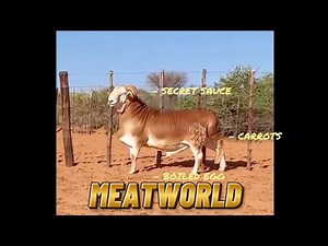 Meatworld | Strong Rams, Correct Type & Breed Development | Meatmaster World |Meatmaster Sheep!