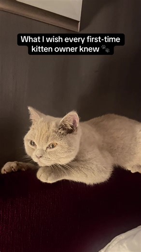 Essential Tips for First-Time Kitten Owners