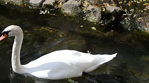 Large Swan swimming in a lake - Free Stock Video