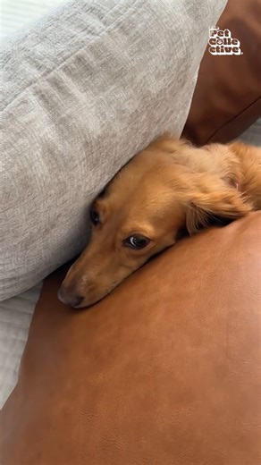 947K views · 10K reactions | What in the contortionism! 樂 | The Pet Collective | Facebook