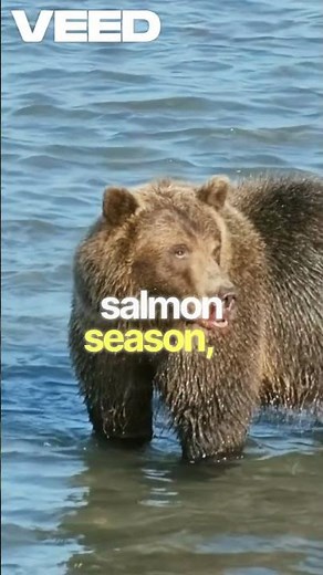 Grizzly Bears Fishing Frenzy