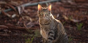 Australia must control its killer cat problem. A major new report explains how, but doesn’t go far enough
