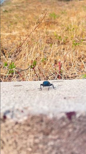 Malibu’s Mysterious Black Beetle 🖤 | Tiny Wonder