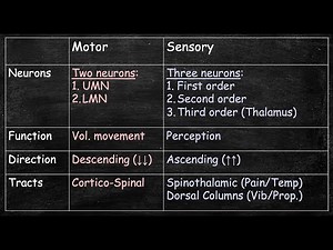 Somatic Motor vs. Sensory pathways; Overview and Concepts