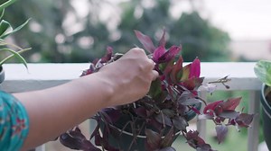 In my new Skillshare class, you’ll learn how to garden at home and turn even a small space into a beautiful oasis. | Garden Up Store