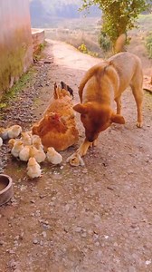 WOW! this dog love chicks 🥰🥰 | Pure Land