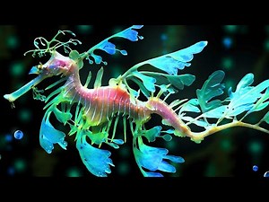 Leafy Sea Dragon Facts: Leafy DRAGON of the SEA | Animal Fact Files