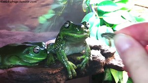 751K views · 5.7K reactions | Today’s Very-Vicious-Attack-Frog is Tiny! Gumby also contributed! | Stickyfrogs | Facebook