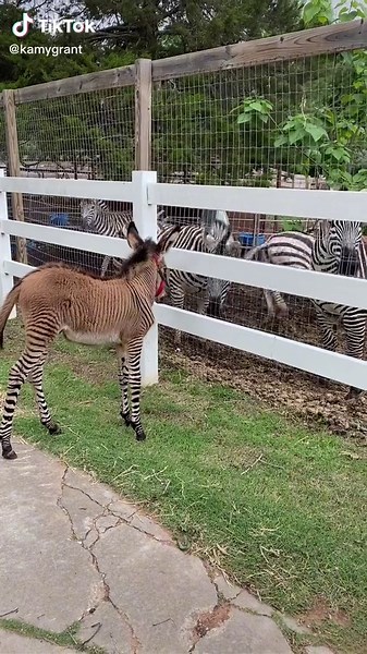 Zonkey Meeting Zebra: A Unique Animal Encounter!