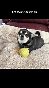 312K views · 6.5K reactions | My ball. My rules. Love Chico x (7208591847457967366) #bark #shutup #chihuahualove #chi #chihuahuafanclub #chihuahuamexico #commotion #destinyschis #lose #funnyvideo #settee #laugh #chihuahualife #barking #chihuahuapuppy #chis #chihuahuastiktok #chico | destinyschis | Facebook