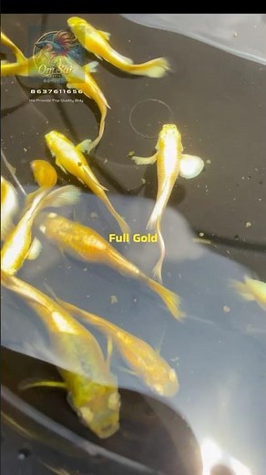 “Rare & Colorful Guppy Varieties”