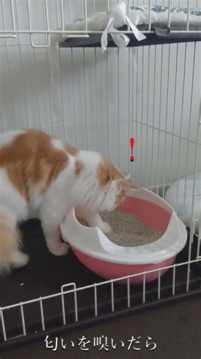 猫のトイレ事情 #ネコ #猫 #サイベリアン #子ネコ #猫のトイレ