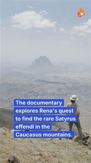 🦋 Chasing the Satyrus: A Butterfly's Legacy
