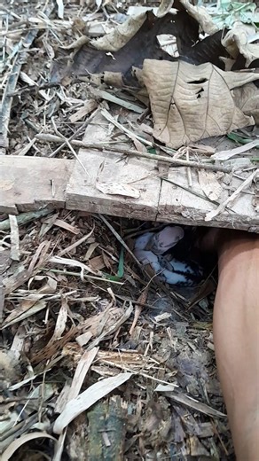 This Baby Bunny Was Left Behind 💔 #shorts #cute