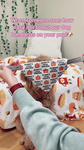 Easy Steps to Put a Bandana on Your Dog