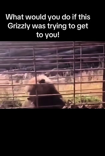 Understanding the Dangers of Rabid Grizzly Bears