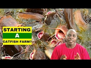 STARTING A CATFISH FARM? Basic Requirements For Fish Farming