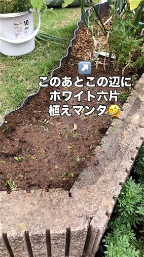 【にんにく】ホワイト六片を植えるつもりが、大変なことに！ #にんにく #嘉定種 #花壇栽培