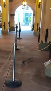 Broad daylight at Magic Kingdom and look who’s up to no good… Chip and Dale have found their way into a closed Pirates of the Caribbean queue , sneaking past the crew and claiming the ride as their own. 🐿️🐿️ From swashbuckling antics to squirrel-sized treasure hunts, these two know how to make an adventure out of anything. Guess the pirates aren’t the only ones causing mischief on the high seas! 🏴‍☠️⚓✨ #DisneyWorld #MagicKingdom #ChipNDale #PiratesOfTheCaribbean #wdw #DisneyMagic | Disney Wor