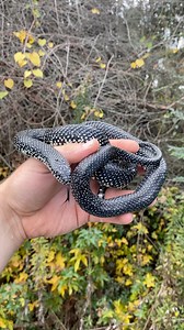 Check out this beautiful speckled kingsnake we found in Alabama 🐍 | Justin Doll