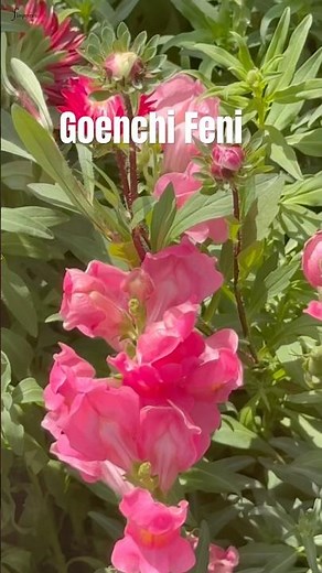 Goenchi Feni | Alfred Rose | Godgodo #verushkaangelpereira #flinpereira #sucaldem #goa #konkani