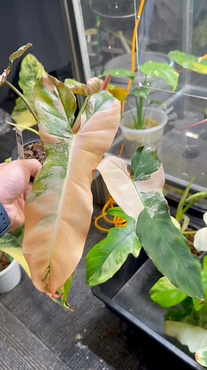 Booth Tour Part 3 - Bangkok International Exotic Plants Show and Sale | Bechoy