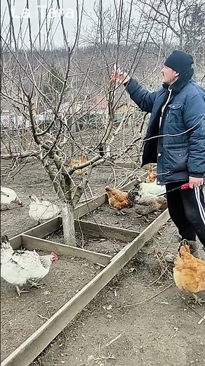 Tăieri la pomii fructiferi