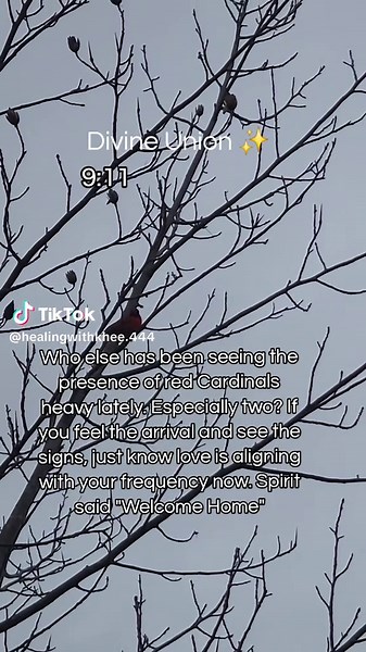 Book an in depth twinflame reading on my calendly link in bio | cardinal