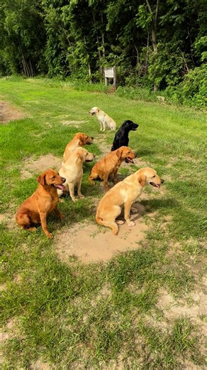 Berry Creek Labs & Cocker Spaniels on Instagram: "Good girls #uklabs #britishlab #labrador #labradorretriever #labradorpuppy #blacklab #yellowlab #foxredlab #duckdog #duckhunting #gundog #dogtraining #labsofinsta #labsofinstagram #dogsofinsta #dogsofinstagram #alphadognutrition #poweredbyinukshuk"