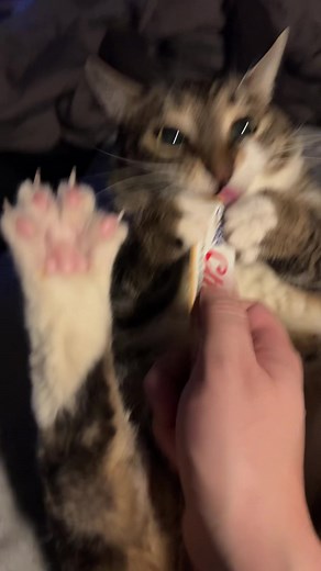 Entertaining Cat Snack Time with Churu Inaba Treats