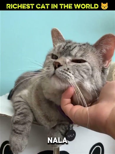 This Cat Is Richer Than Most Humans 😳