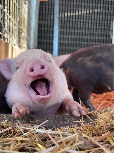 Adorable Baby Piglets: Miniature Kunekune Pigs