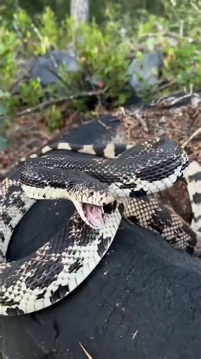 Meet a Non-Venomous Snake Found in the Southeastern USA #snakevideo #naturelovers #wildlife
