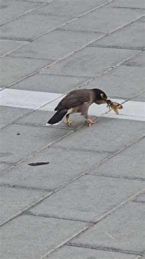Bird eats butterfly! Common Myna (Acridotheres tristis) birds are very common in Dubai and UAE.