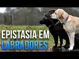 Epistasis in Labradors - Lesson 12 - Module 2: Genetics