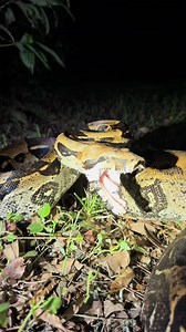 86K views · 2.6K reactions | Catching over 100 pythons in the Florida Everglades! #foryou#fyp#snake#tiktok#wildlife#nature#python #scareprank #scarecamchallenge #scarecam #scary #funny #jumpscare #funnymoments #fyp #funnyprank | Fishingarratt | Facebook