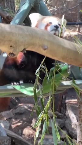 Red panda searches for the perfect crunchy snack